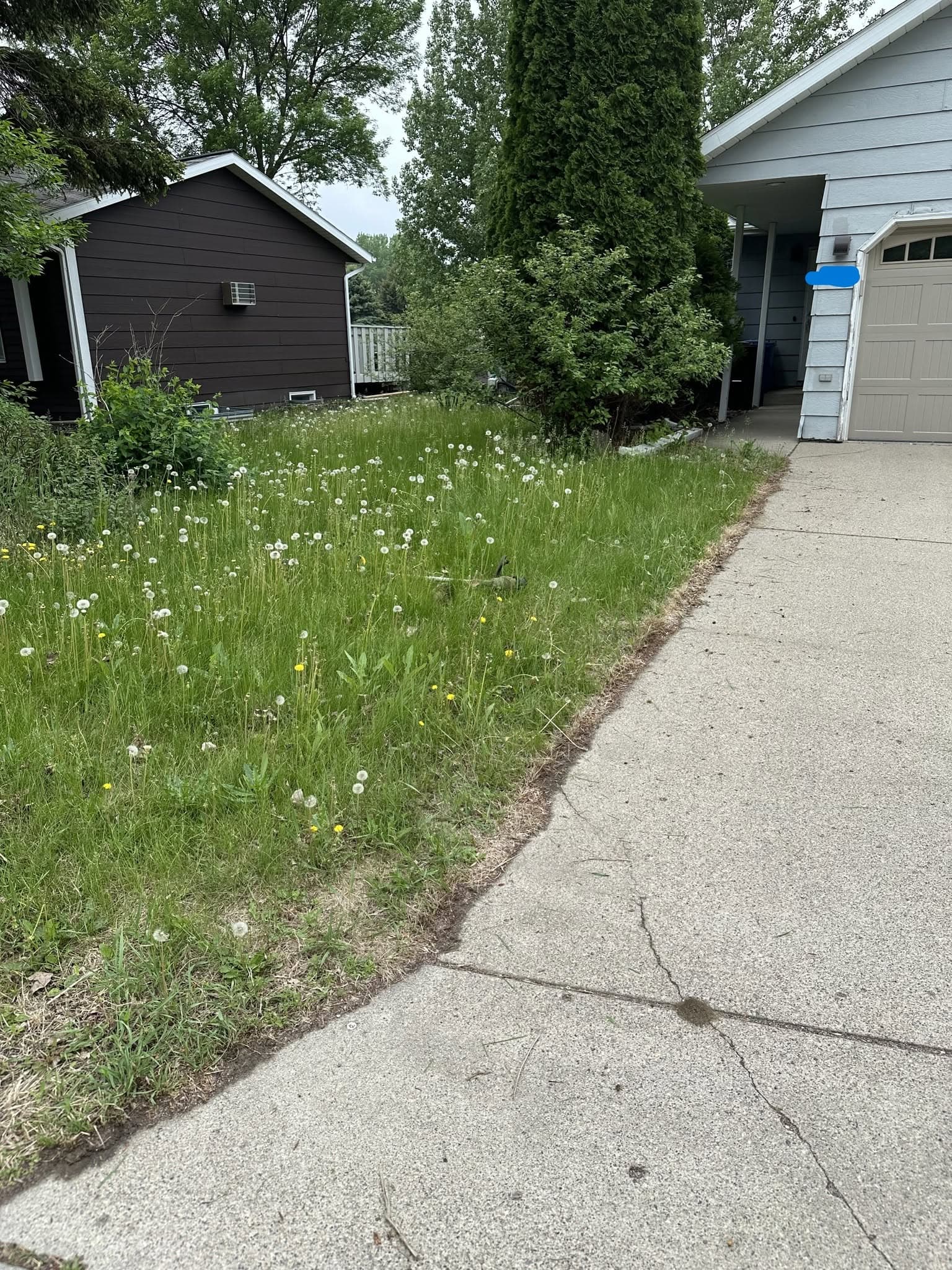 Overgrown lawn before mowing — Fargo ND